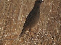 Euplectes progne progne