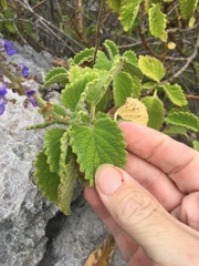Coleus graveolens