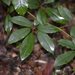 Five-Leaved Water Vine - Photo (c) Nick Lambert, some rights reserved (CC BY-NC-SA), uploaded by Nick Lambert