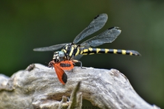 Paragomphus capricornis