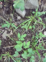 Geum vernum