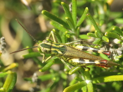 Chorthippus binotatus