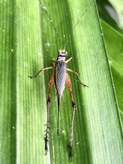 Nisitrus