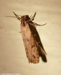 Acrolophus mortipennella