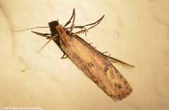 Acrolophus mortipennella