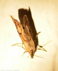 Acrolophus mortipennella