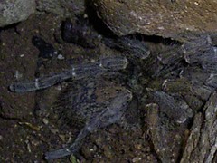 Harpactirinae