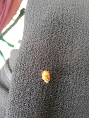 Harmonia axyridis