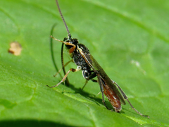 Crypteffigies lanius