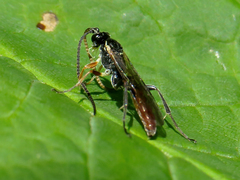 Crypteffigies lanius