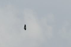 Haliaeetus leucogaster