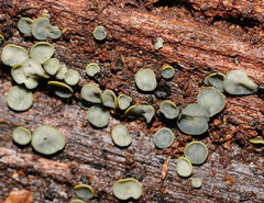 Chlorosplenium
