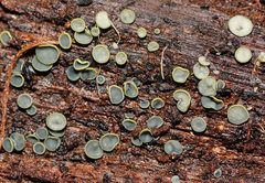 Chlorosplenium