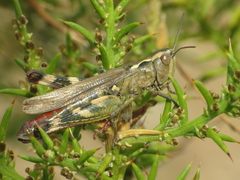 Chorthippus binotatus