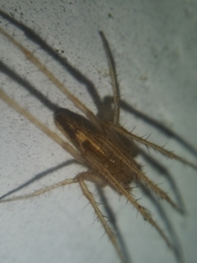 Larinia directa