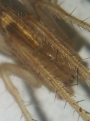 Larinia directa