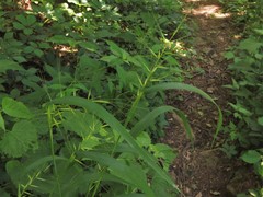 Elymus churchii
