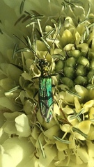 Oedemera nobilis