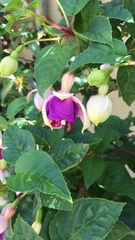 Fuchsia × hybrida