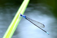 Pseudagrion microcephalum