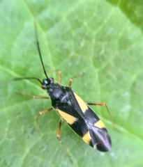 Dryophilocoris flavoquadrimaculatus