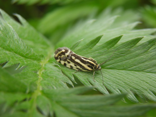 Taškuotasis Pelėdgalviukas