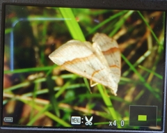 Scotopteryx