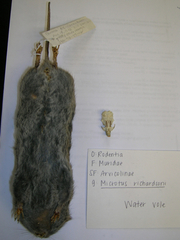 North American Water Vole photo 2