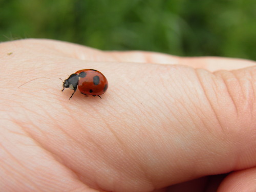 Coccinella magnifica