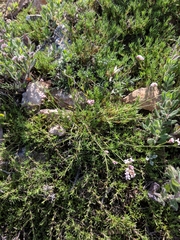 Asperula supina