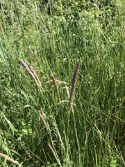 Alopecurus pratensis