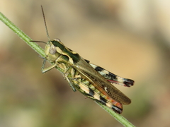 Chorthippus binotatus