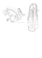 Phrixgnathus glabriusculus