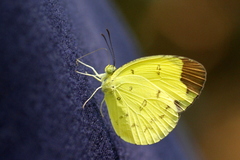 Eurema sari