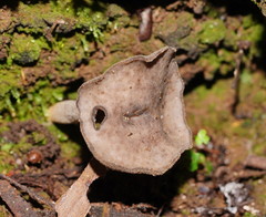 Helvella fibrosa