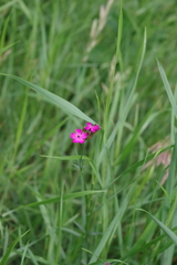Dianthus pontederae