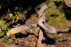 Helvella fibrosa