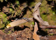 Helvella fibrosa