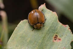 Microcaria mulsanti