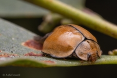Microcaria mulsanti