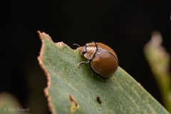 Microcaria mulsanti