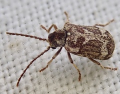 Ptinomorphus imperialis