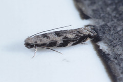 Lepidoptera