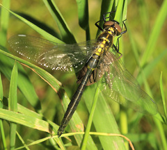 Somatochlora exuberata