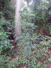 Hibiscus heterophyllus