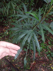 Hibiscus heterophyllus