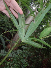 Hibiscus heterophyllus