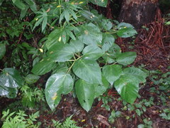 Dendrocnide photiniiphylla