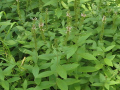 Stachys iltisii