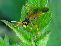 Tenthredo campestris